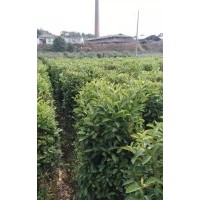 批發(fā)冬青小苗、冬青柱價格.100-120-150-180公分