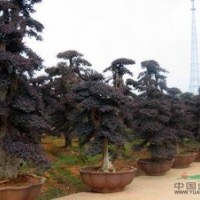 供應(yīng)湖南紅花繼木小苗、紅花繼木球、紅花繼木造型樹樁