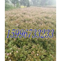 40公分繡線菊價(jià)格
