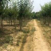 哪里有紅梅樹？去哪買紅梅樹最經(jīng)濟實惠。
