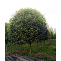 10公分精品桂花低價處理