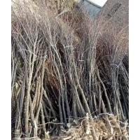 供應(yīng)1一20公分檉柳及小苗，各種規(guī)格鹽松及小苗