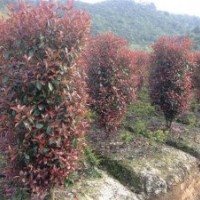 紅葉石楠