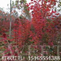 優(yōu)質(zhì)美國紅楓