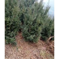 供應(yīng)曼地亞紅豆杉枝葉、曼地亞紅豆杉枝條、珙桐苗、青楓苗
