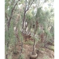 供應4公分鹽松