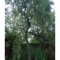 供應大規(guī)格檉柳