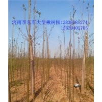 合歡@太康合歡5、6、7、8、9、10公分
