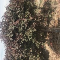 烏魯木齊五一農(nóng)場出售大小葉白蠟、白樺、金葉榆、夏橡、北美海棠