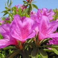 春鵑，夏鵑，紫鵑，毛鵑， 杜鵑