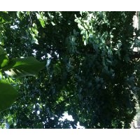 玉蘭1～50公分