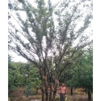 櫸樹，多分枝櫸樹，規(guī)格齊全，一般化，精品都有