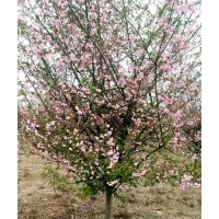 供應海棠大規(guī)格5到12公分出售
