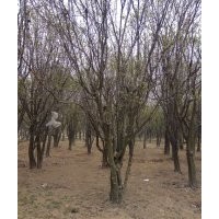 供應(yīng)木瓜樹