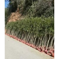 地徑二、三、四、五公分的桂花樹苗