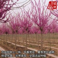 鄉(xiāng)土樹種巨紫荊2-4公分粗基地直銷北方行道樹首選苗木