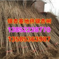 邳州銀杏樹|興隆銀杏|邳州銀杏樹小苗供應(yīng)