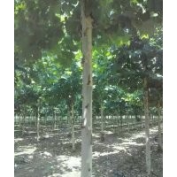 法桐供應