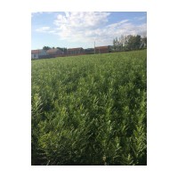 供應(yīng)文冠果苗，五角楓苗，檸條苗