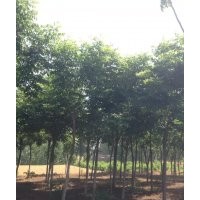 供應(yīng)大規(guī)格紅白玉蘭，黃櫨，流蘇，五角楓，杜梨等