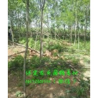 6公分國槐價格，6公分國槐樹