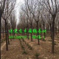 11公分國槐價格，11公分國槐樹