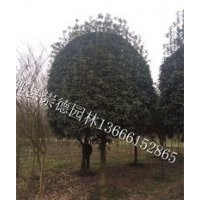 成都低價(jià)批發(fā)八月桂花
