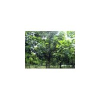 供應馬褂木 南京馬褂木 馬褂木批發(fā)價格 馬褂木價格