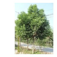 供應(yīng)重陽木 南京重陽木 重陽木批發(fā)價(jià)格 重陽木