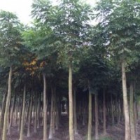 四川崇德園林欒樹基地 優(yōu)質(zhì)批發(fā)價買到就是賺