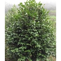 四川崇德園林茶花籠子基地 優(yōu)質(zhì)精品 批發(fā)價出售