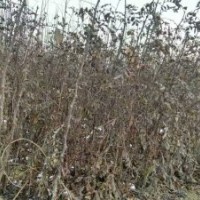 低價(jià)出售大紅袍花椒苗、桃樹苗毛桃苗、梨樹苗、107速生楊樹苗、