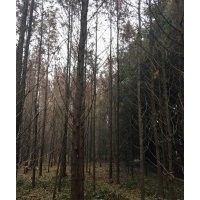成都水杉基地水杉直銷低價(jià)格樹型好批量供應(yīng)