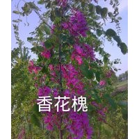 供應(yīng)原生香花槐、嫁接香花槐、（小苗）、香花槐新鮮種根