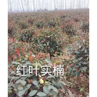 供應(yīng)紅楓、國槐、馬褂木、七葉樹、龍柏、五角楓、黃楊球