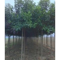 供應(yīng)枇杷、檜柏、果苗、百日紅、臘梅、柳樹、楊樹