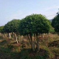 楊梅價(jià)格、湖南楊梅樹價(jià)格6-8公分楊梅價(jià)格10公分楊梅樹價(jià)格