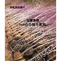 3公分紫荊價格4.5公分紫荊價格