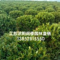 80公分衛(wèi)矛球價格，100公分1米2衛(wèi)矛球價格