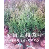 40公分蜀檜價格，50公分高蜀檜價格