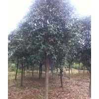本公司長期大量供應(yīng)香樟、桂花、銀杏、廣玉蘭、油松、雪松、紅葉