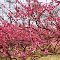 紅梅，綠梅，臘梅哪個(gè)價(jià)格要便宜些？