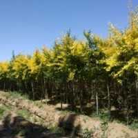 出售白榆、柳樹、旱柳