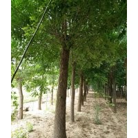 12白臘報(bào)價(jià) 12白臘供應(yīng) 圖片