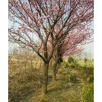 供應(yīng)牡丹苗、月季苗、雪松等園林花卉苗