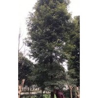 楨楠 金絲楠木低價處理