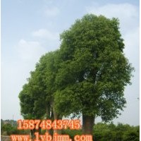瀏陽香樟基地、精品移植香樟選購園