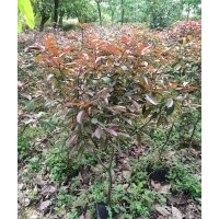 低價(jià)供應(yīng)紅葉石楠籬笆苗毛球成品球小苗40--100袋苗