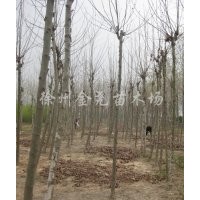 8公分速生法桐