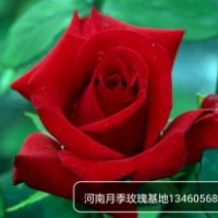 大花月季
